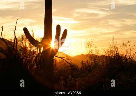 Ein Saguaro-Kaktus im südlichen Arizona s Sonoran Wüste Hintergrundbeleuchtung von der untergehenden Sonne Stockfoto