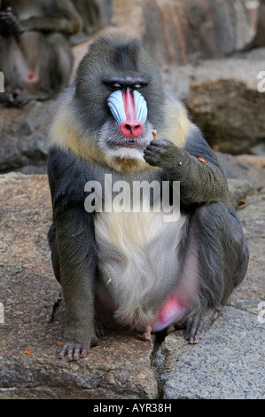 Mandrill (Mandrillus Sphinx), Männlich Stockfoto