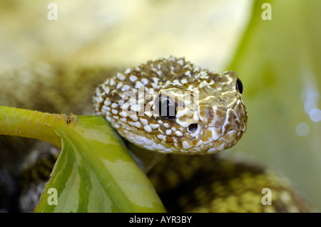 Uracoan-Klapperschlange (Crotalus Durissus Vegrandis) Stockfoto