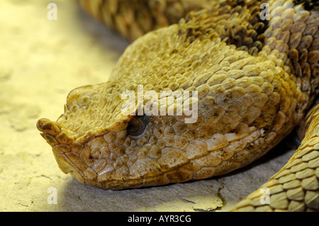 Gehörnter, langnasigen oder Nase-gehörnte Viper (Vipera Ammodytes) Stockfoto
