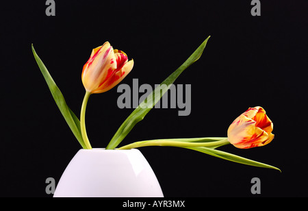 Zwei rote und gelbe Tulpen (Tulipa) in einer weißen vase Stockfoto
