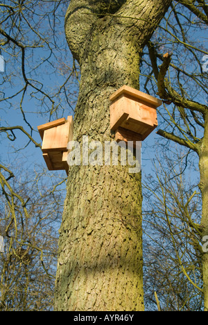 Fledermauskästen, die fest an einen Baum in der Natur in derbyshire Stockfoto