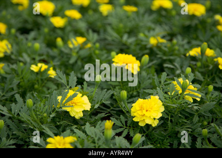 Gelbe Ringelblumen Stockfoto