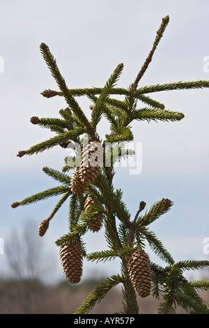 Picea abies Baumzweig mit Nadeln und Kegeln auf blauem Himmel Hintergrund im Park Ohio USA vertikale Hi-res Stockfoto