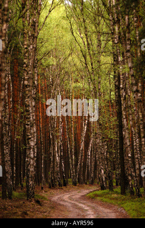 Üppig grüner Frühlingswald mit Birken und Kiefern säumen einen gewundenen, unbefestigten Pfad durch die Wälder. Stockfoto