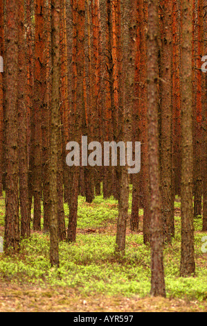 Frühling in einem dichten Kiefernwald mit hohen rötlich-braunen Baumstämmen und einer üppig grünen moosigen Bodendecke. Stockfoto