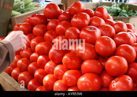 Person, die frische Tomaten auf dem Bauernmarkt, E USA, von Dembinsky Photo Assoc kauft Stockfoto