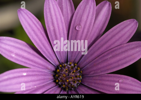 Detaillierte Makroaufnahme einer violetten afrikanischen Gänseblümchenblume mit Wassertropfen auf ihren Blütenblättern und einem dunklen, strukturierten Zentrum. Stockfoto