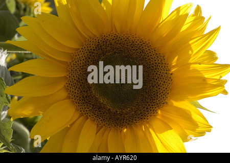 Leuchtend gelbe Sonnenblume in voller Blüte, aus nächster Nähe goldene Blütenblätter und komplizierte zentrale Scheibe unter hellem natürlichem Sonnenlicht. Stockfoto