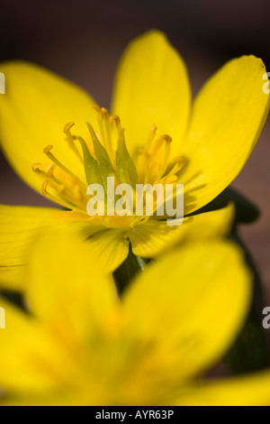 Winteraconit Wolf's Bane Eranthis Hyemalis Blume oben Nahaufnahme Bilder Fotos sehr hochauflösendes vertikales Format in den USA USA USA Stockfoto