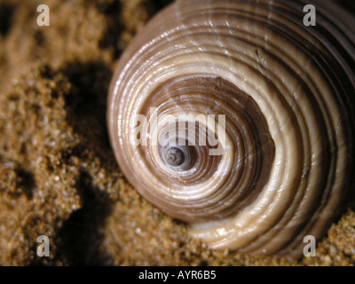 Riesige Tun Muschel auf sand Stockfoto