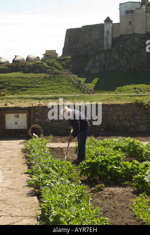 Gärtner, Gartenbau im Gertrude Jekyll ummauerten Blumengarten auf Lindisfarne, Northumberland, UK Stockfoto