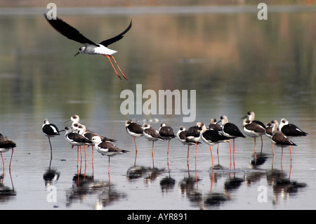 Schar von schwarzen geflügelten Stelzen Himantopus himantopus, die über den Jamuna River in Delhi, Indien, stehen und fliegen. Stockfoto