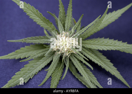 Nahaufnahme der grünen Blätter und blühenden Knospen der weiblichen Marihuana Cannabis Sativa vor dunkelblauem Hintergrund. Stockfoto