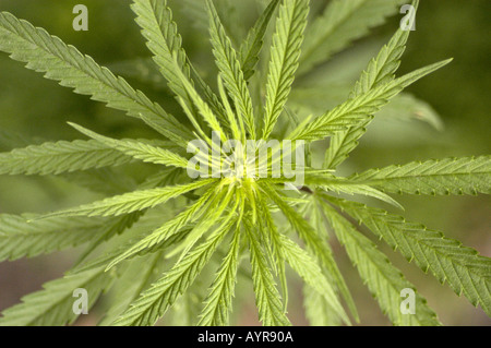 Blick von oben auf die leuchtend grünen Blätter der weiblichen Marihuana Cannabis Sativa Pflanze in einer natürlichen Umgebung. Stockfoto