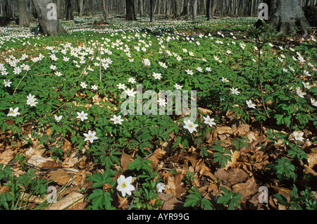 Holz-Anemonen oder Windflowers (Anemone Nemorosa) Stockfoto