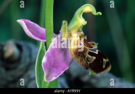 Biene Orchidee (Ophrys Apifera) Stockfoto