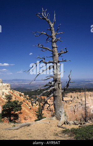 Toter Baum, Bryce Canyon, Utah, USA Stockfoto