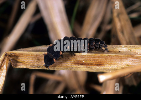 Gemeinsamen Glühwürmchen (Lampyris Noctiluca), Weiblich Stockfoto