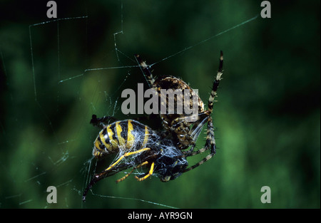 Weiblichen europäischen Kreuzspinne (Araneus Diadematus) mit Wespe Beute Stockfoto