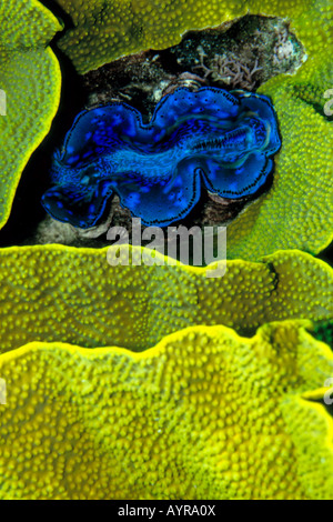 Kleinen Riesenmuschel oder Killer Clam (Tridacna Maxima) eingebettet zwischen Korallen, Australien Stockfoto