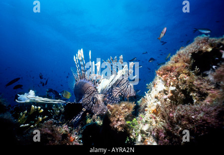 Rot Rotfeuerfisch (Pterois Volitans), Philippinen Stockfoto