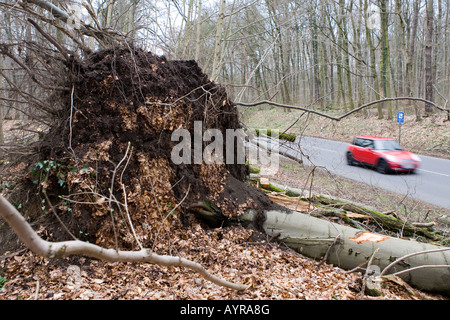 Umgestürzten Baum Straßenrand Schäden nach einem Sturm in Hessen, Deutschland Stockfoto