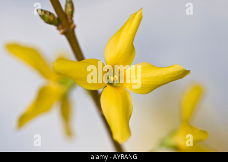 Gelb blühende Forsythia Hecke Bilder Bilder Fotos Fotos große hohe Auflösung Nahaufnahme horizontal in den USA Hi-res Stockfoto