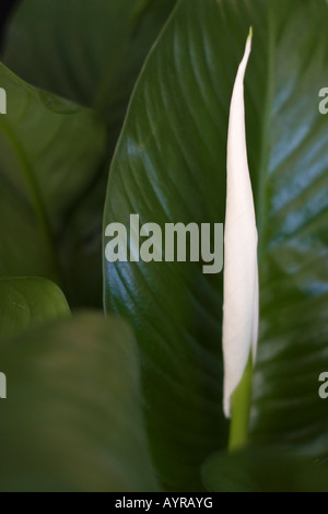 Frieden Lilie weiße Blume mit Blättern blühen Spathiphyllum wallisii in einem Haus natürliche verschwommene Unschärfe Hintergrund Vorderansicht Makro niemand Hi Stockfoto