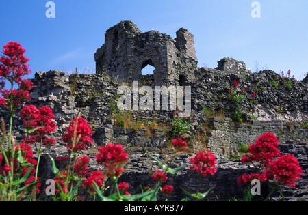 Ruinen des 13. Jahrhundert Schloss Denbigh Clwyd North Wales Stockfoto