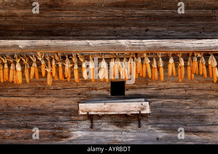 Getrockneten Maiskolben hängen entlang einer Holzwand, Scheffau, Tirol, Österreich Stockfoto