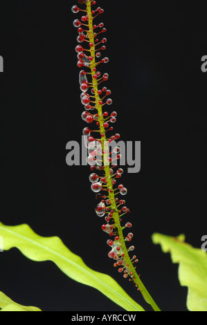 Airy Shaw (Triphyophyllum Peltatum). Glanduläre Blatt mit normalen Blättern im Hintergrund Stockfoto