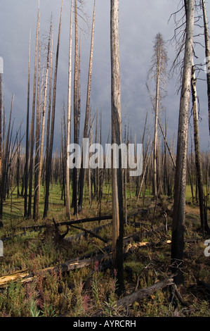 Verkohlte, tote Bäume nach einem Waldbrand im Yellowstone-Nationalpark, Wyoming, USA Stockfoto