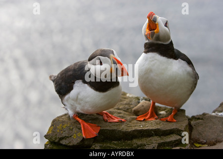 Papageitaucher (Fratercula Arctica), Látrabjarg, Westfjorde, Island Stockfoto