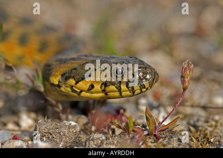 Viperine Schlange (Natrix Maura), Extremadura, Spanien, Europa Stockfoto