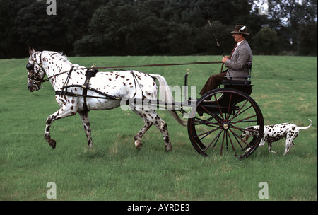 Appaloosa und Dalmatiner Stockfoto