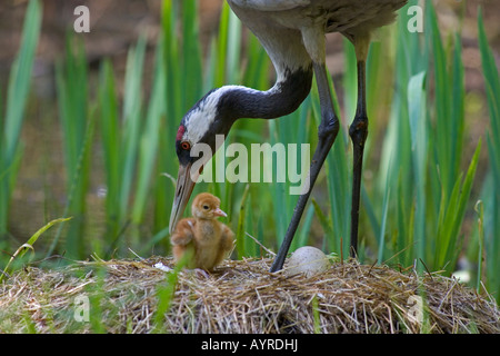 Gemeinsam - oder europäischen Kranich (Grus Grus) und junge im Nest, Rügen-Bock-Region, Deutschland, Europa Stockfoto