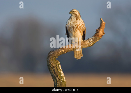 Mäusebussard (Buteo Buteo), Mecklenburg-Western Pomerania, Deutschland, Europa Stockfoto