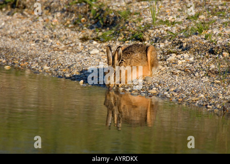 Feldhase oder brauner Hase (Lepus Europaeus) trinken, Neusiedler See (Neusiedler See), Österreich, Europa Stockfoto