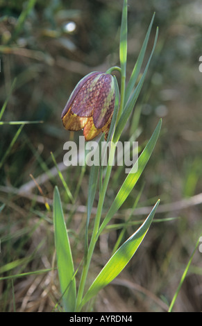 Nahaufnahme von Fritillary Fritillaria Meleagris Blumen Stockfoto