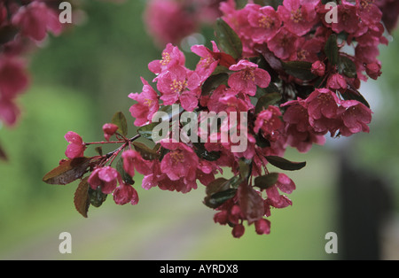 Crab Apple Baum Blüte Art Sorte rot Stockfoto