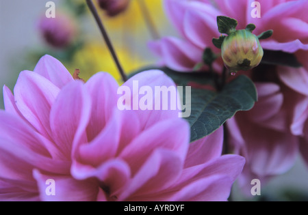 Nahaufnahme von Dahlia Blumen Stockfoto