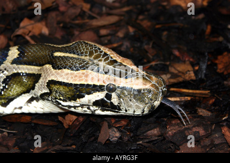 Burmesischen Python (Python aus Bivittatus) Stockfoto