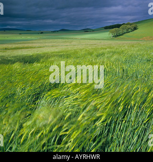 Bereich der Gerste (Hordeum Vulgare), stürmisches Wetter, Deutschland, Europa Stockfoto