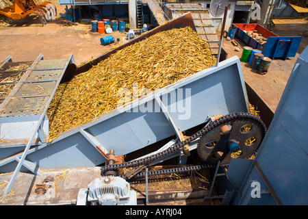 Mauritius - frühzeitig bei der Raffination von Zucker Stockfoto