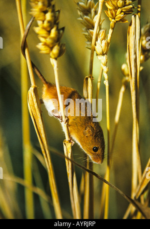 Zwergmaus (Micromys Minutus), Deutschland Stockfoto