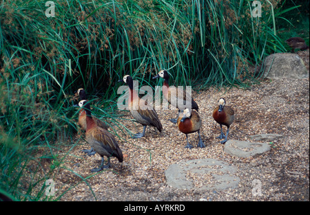 Weißen konfrontiert Pfeifen Enten, London Wetlands Centre, Barnes, London SW13 Stockfoto