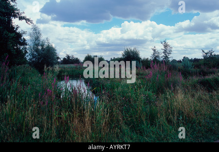 Abschnitt "Wildside" London Wetlands Centre, Barnes, London SW13 Stockfoto