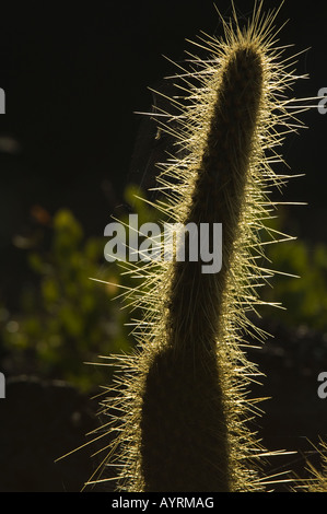 Riesige Feigenkaktus (Opuntia Megasperma var Megasperma) eine beleuchtete Drachen Hügel Cerro Dragon Santa Cruz Galapagos Ecuador Stockfoto