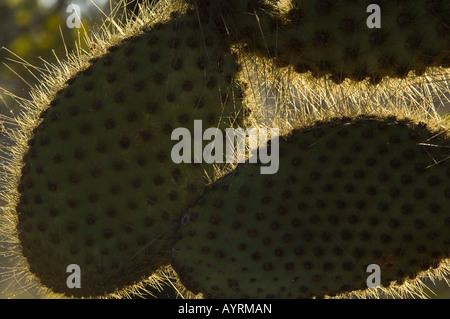 Riesige Feigenkaktus (Opuntia Megasperma var Megasperma) beleuchtete Drachen Hügel Cerro Dragon Santa Cruz Galapagos Ecuador Stockfoto